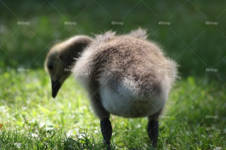 Goose Baby Butt