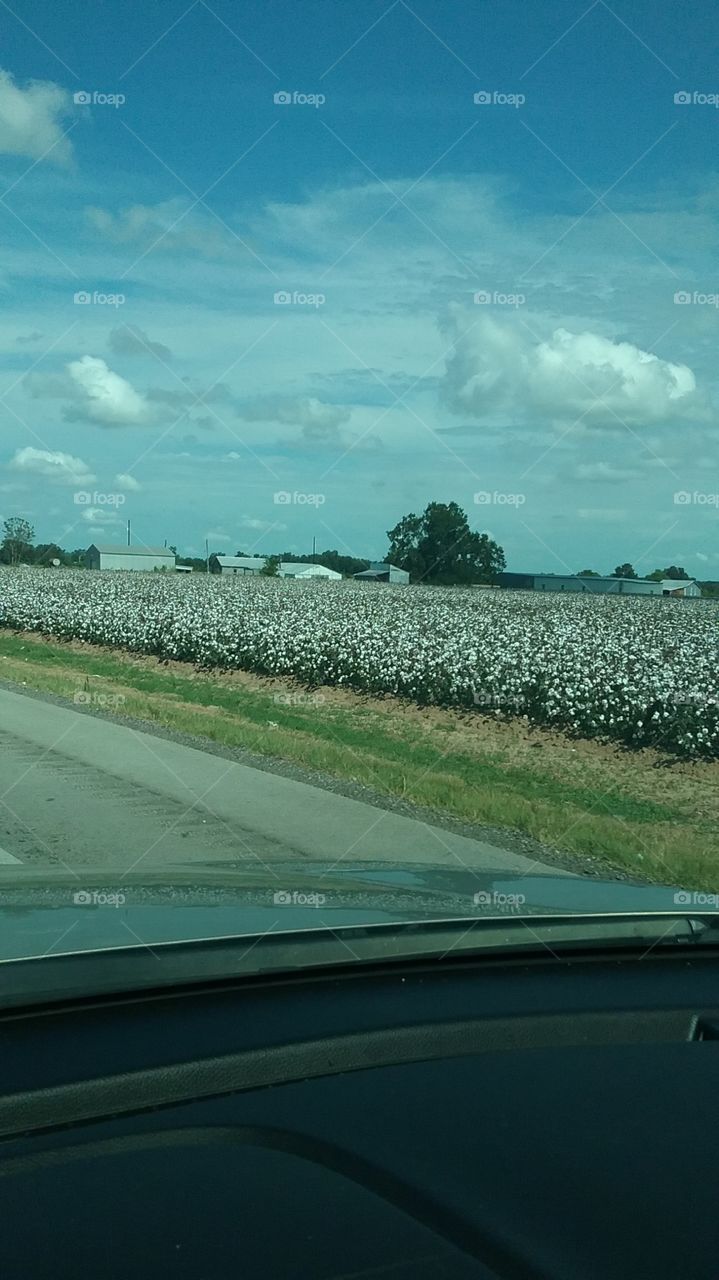 cotton field