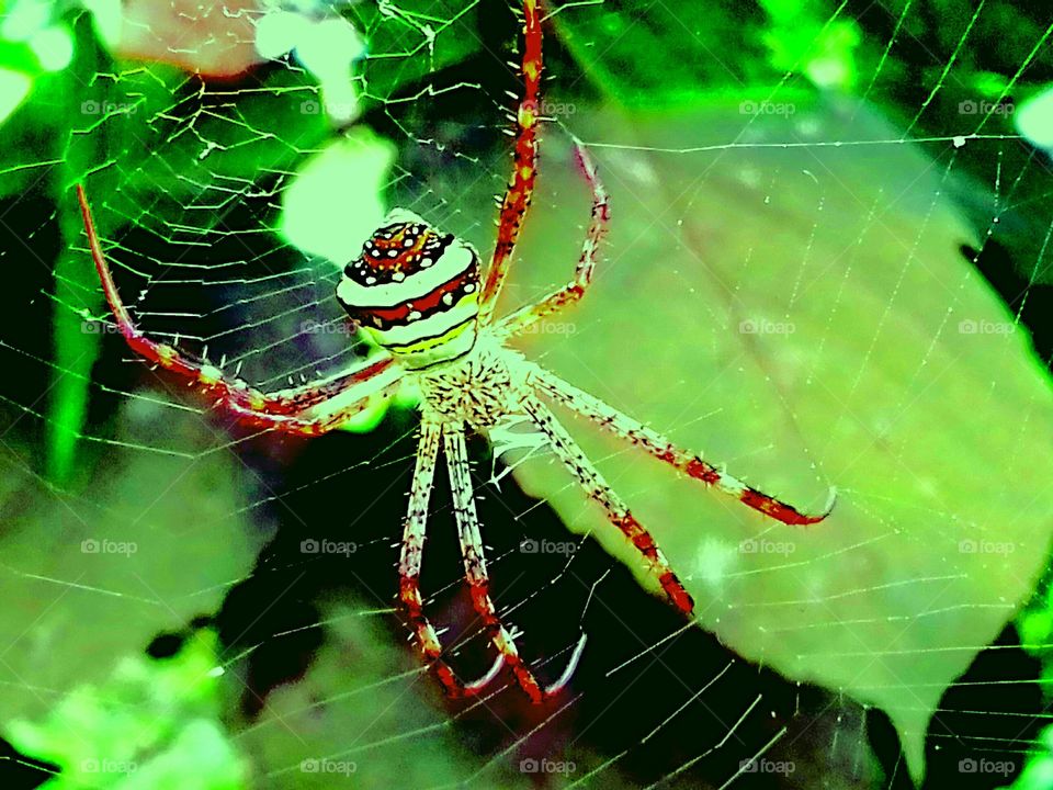 spider & spiderweb