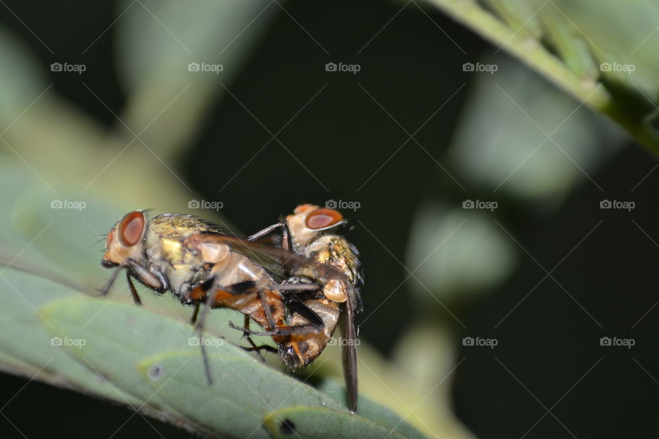 Flower flies mating
