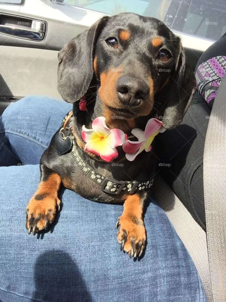Aloha 