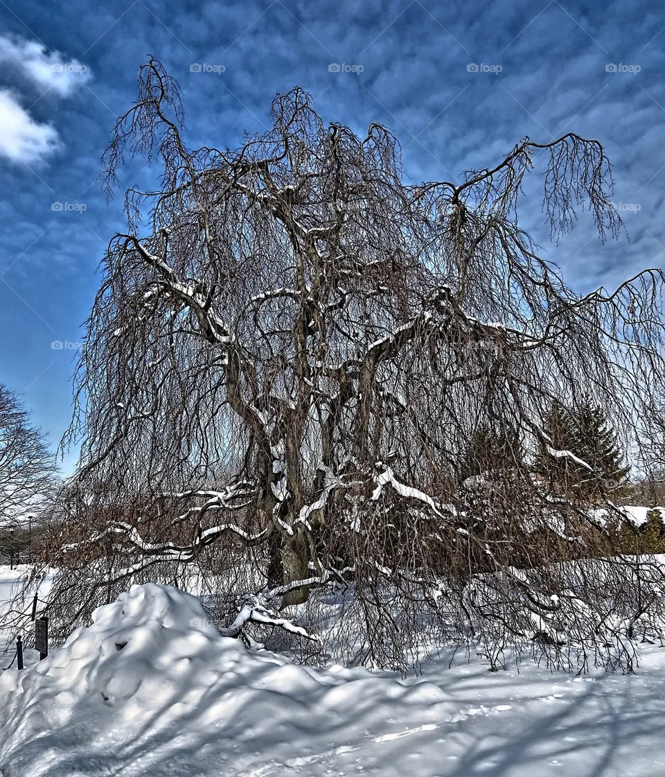 Winter Ice