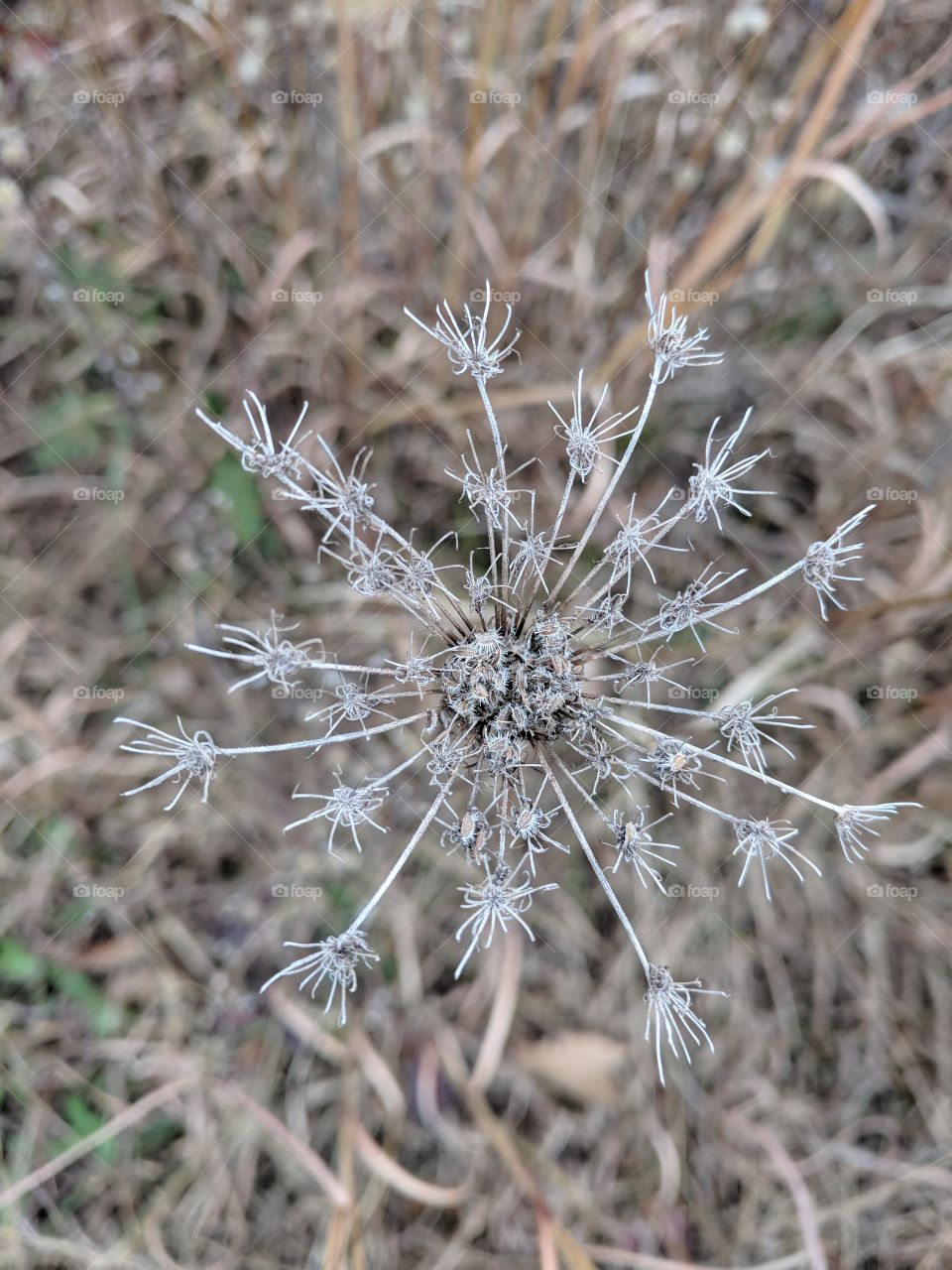 snowflake flower