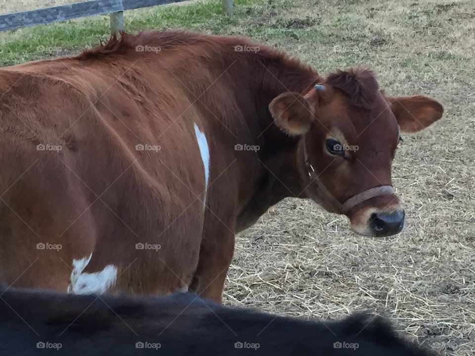 Cow, Mammal, Cattle, Agriculture, Farm