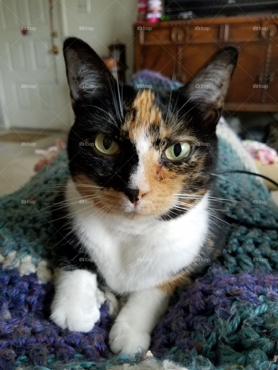 Calico Friend