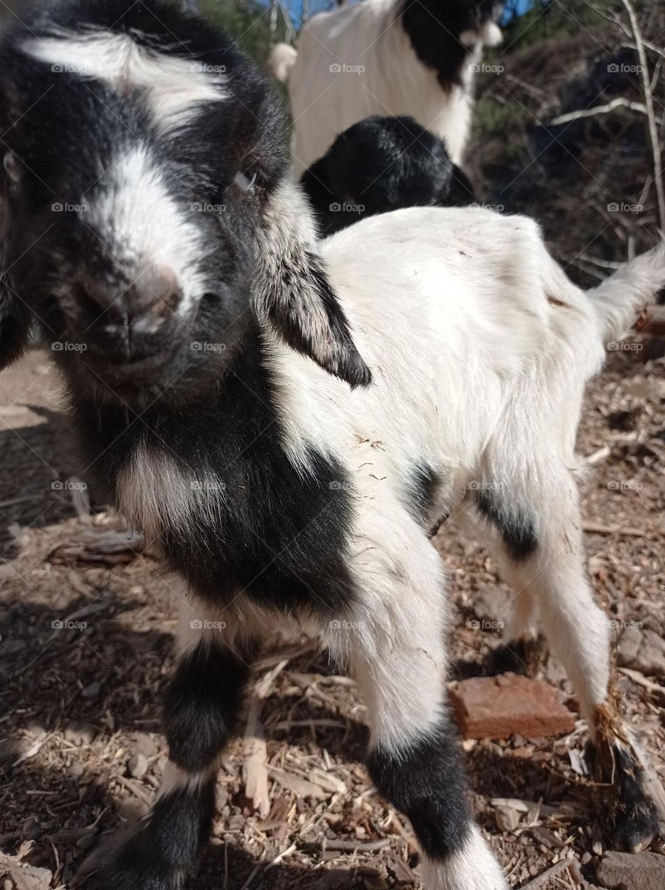 minigoat