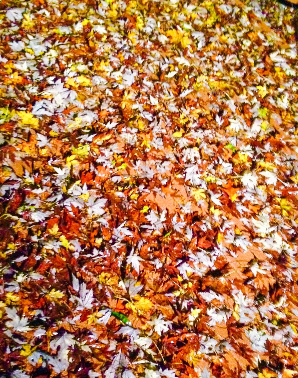 Autumn leaves