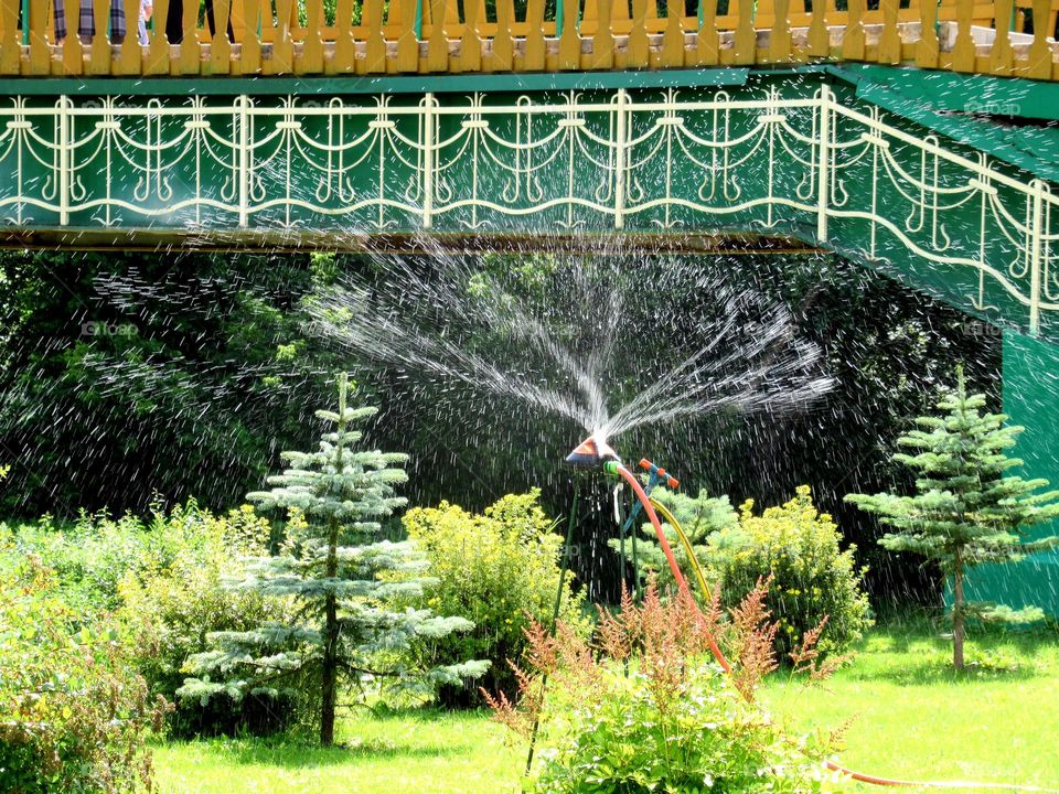 watering and irrigation of plants on a hot summer day,