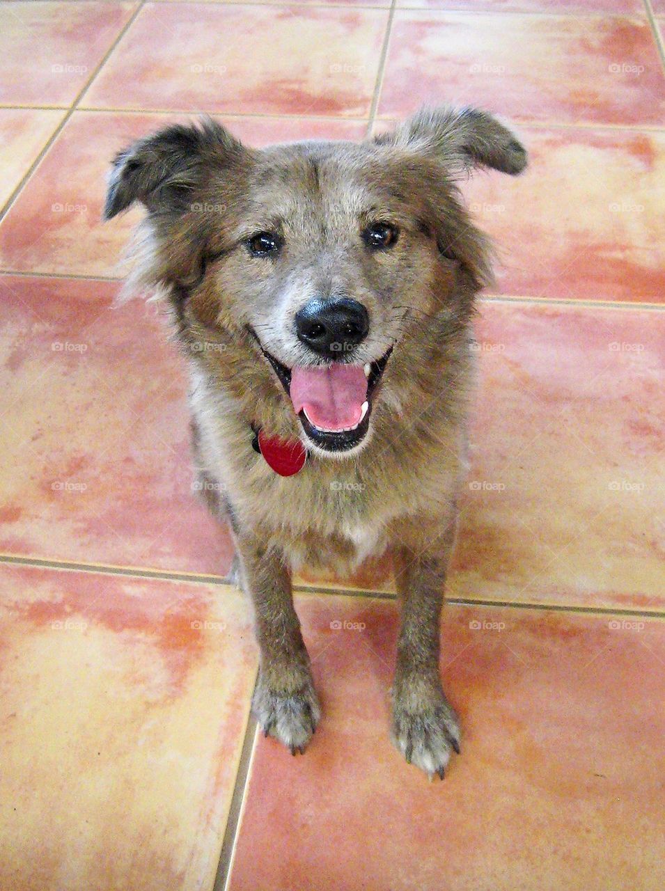 Portrait of a dog with mouth open