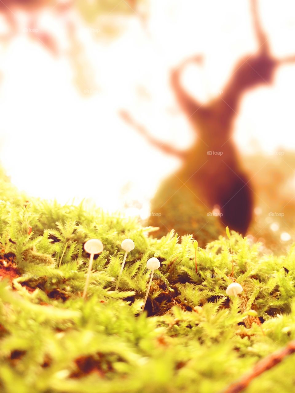 Tiny little white mushrooms living on moss covered tree trunk in the forest in sunlight