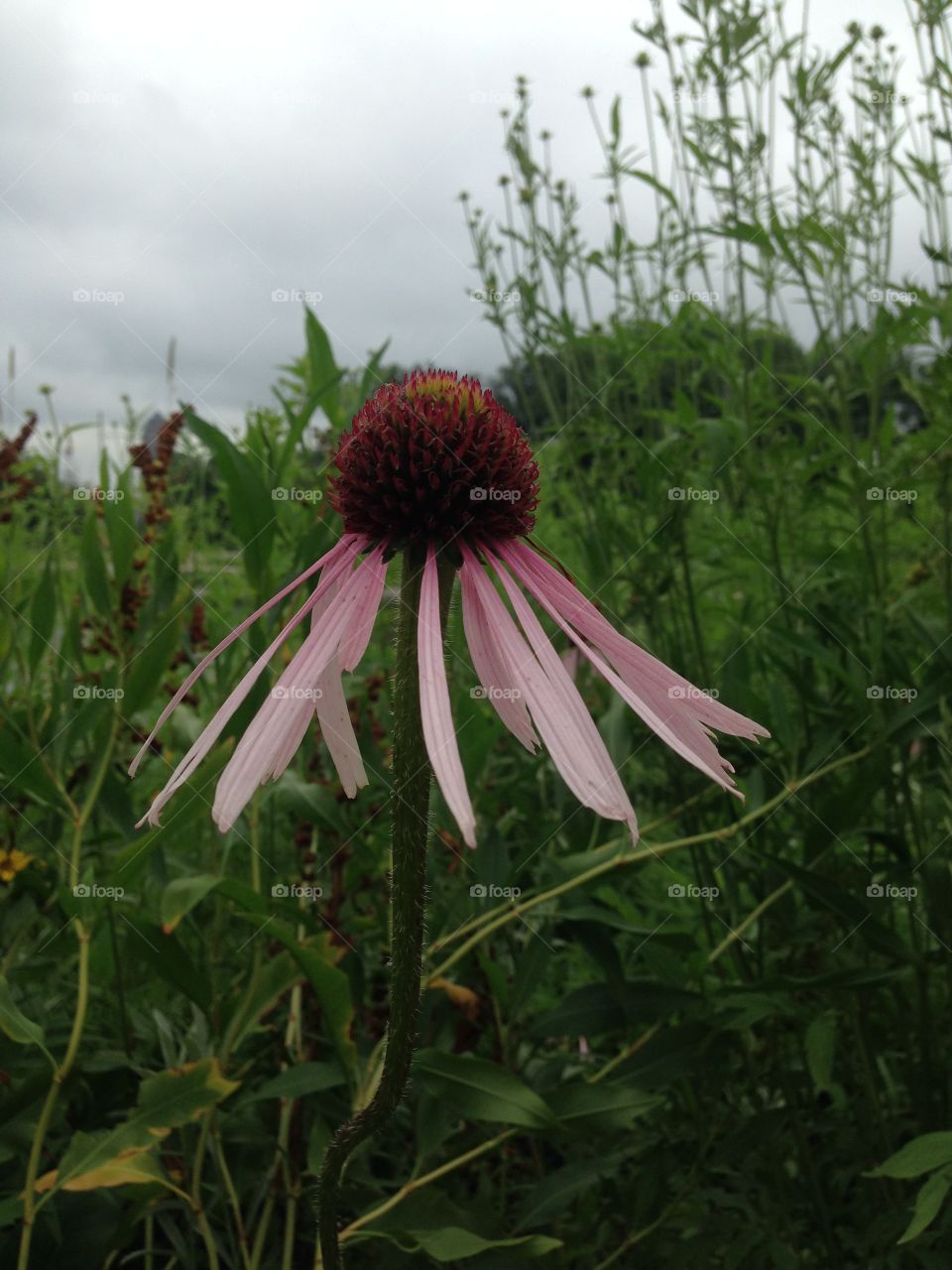 Coneflower 