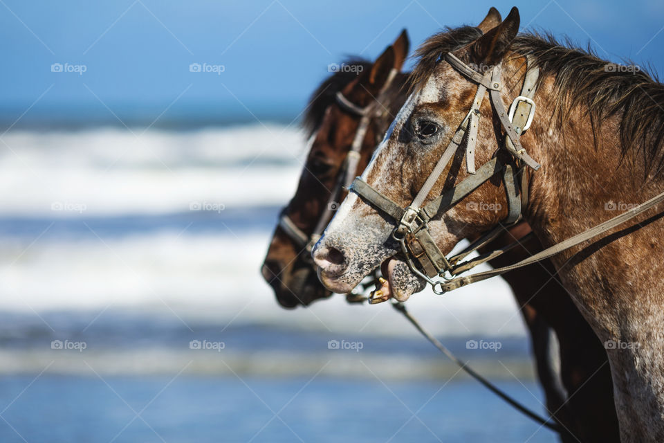Horses walking on the beach in Corpus Christi Texas