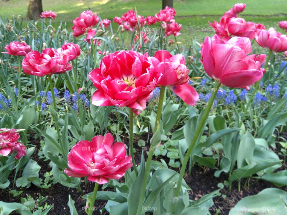 tulips flowers in the flowerbeds  spring time