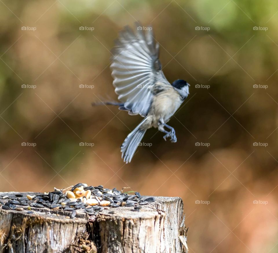 Flying Chickadee bird