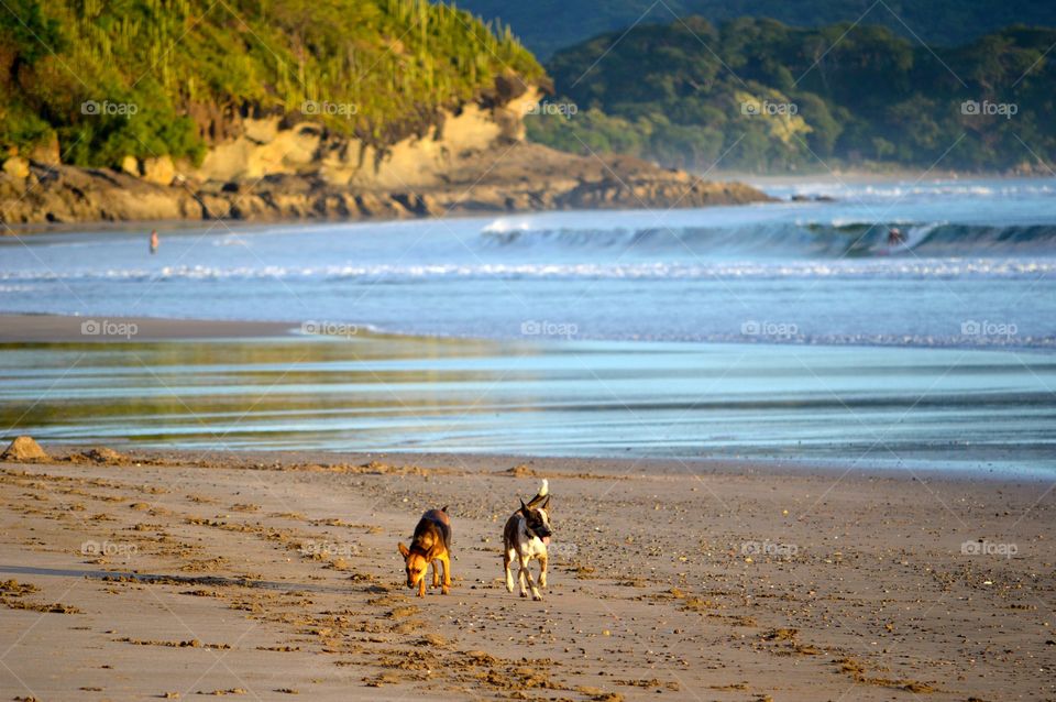 Rescue dogs from Nicaragua frolicking on a remote beach in Nicaragua