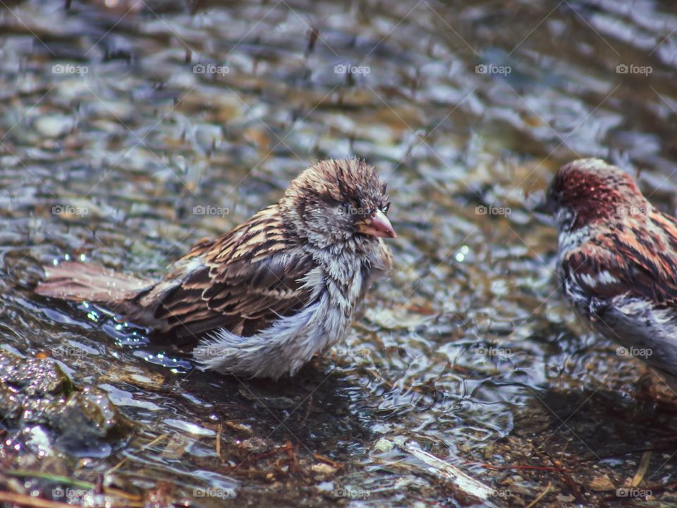 The beauty and grace of birds