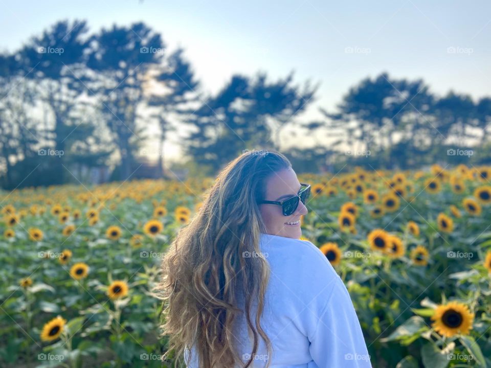 Sunflower field during the summer