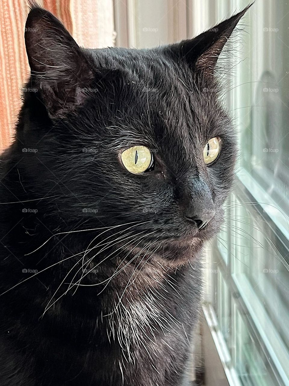 A black cat watching the birds outside 