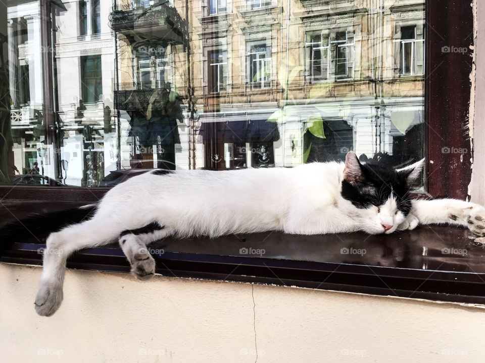 The cat is sleeping on the windowsill. The reflection n the window. Odessa city, Ukraine. 