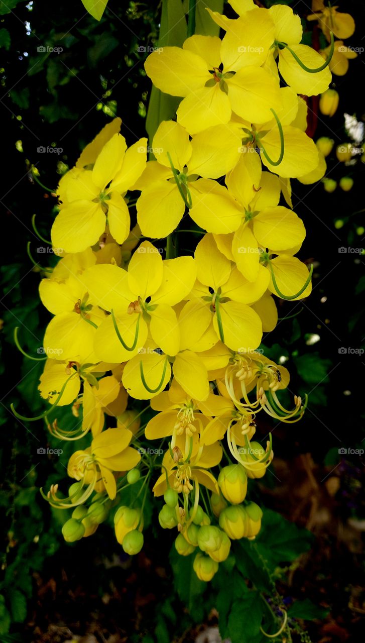 yellow flowers