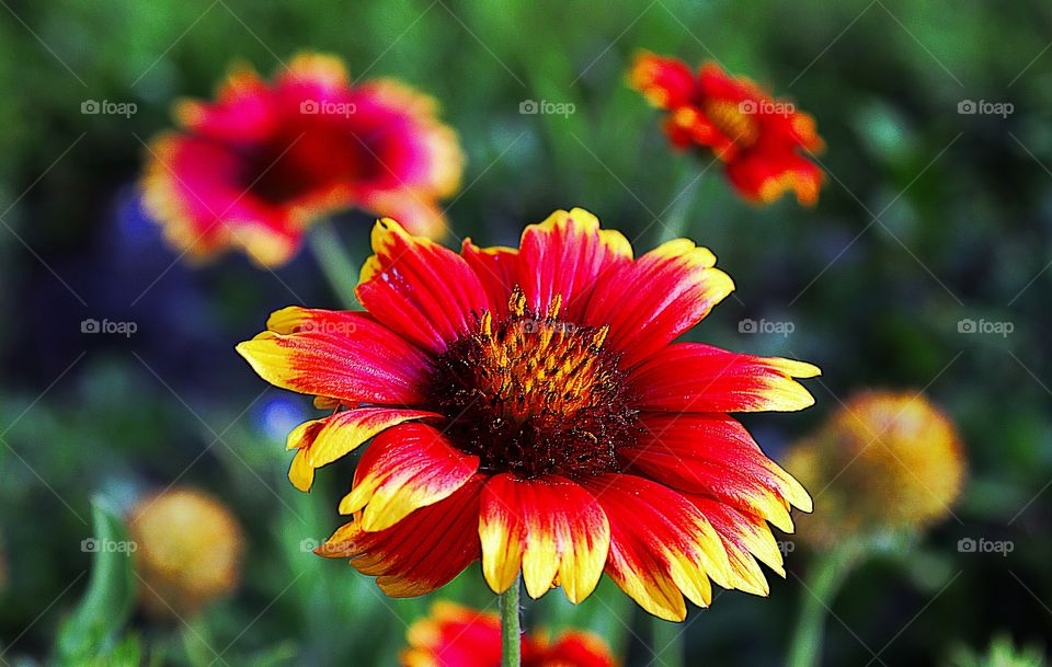 Amazing flowers in triplicate