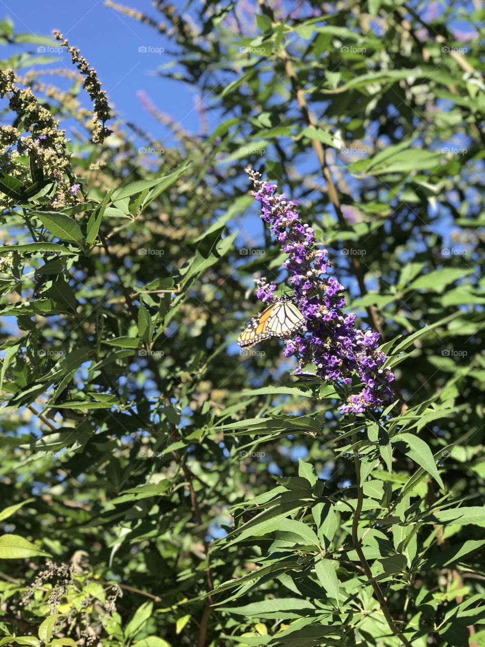 Texas Lilac and butterflies 