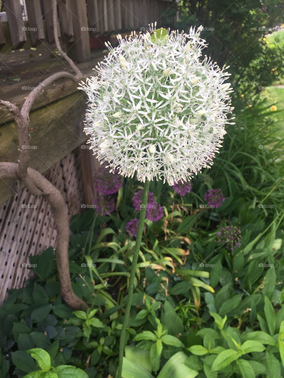 Sphere flower in white