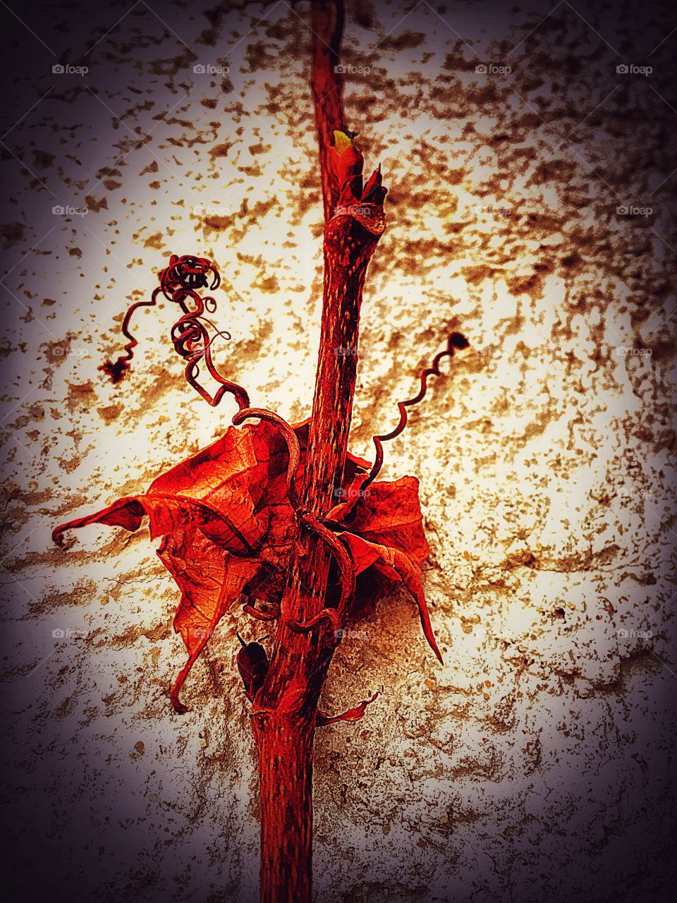 Captured with iPhone 6s Plus 