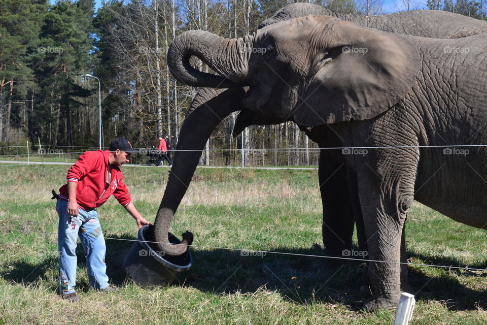 elephants with keeper