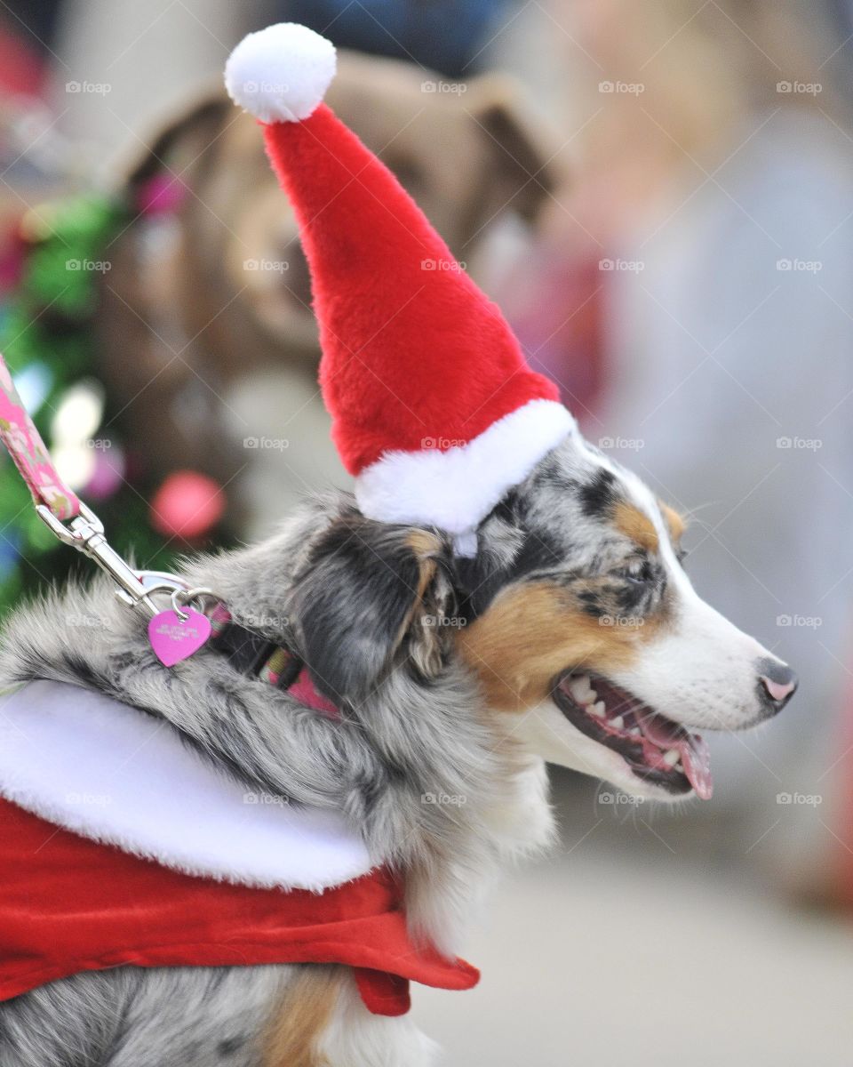 Dog with christmas hat