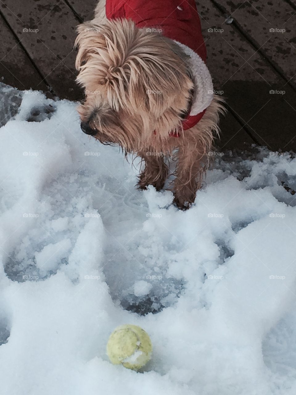 Snow puppy. Ready to play in some snow!