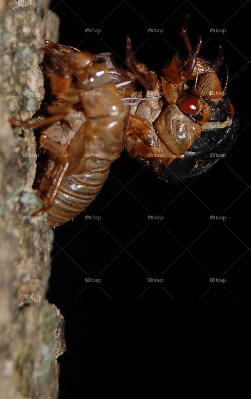 Cicadas hatching , coming out of shells , hanging onto old skin , the molting process.