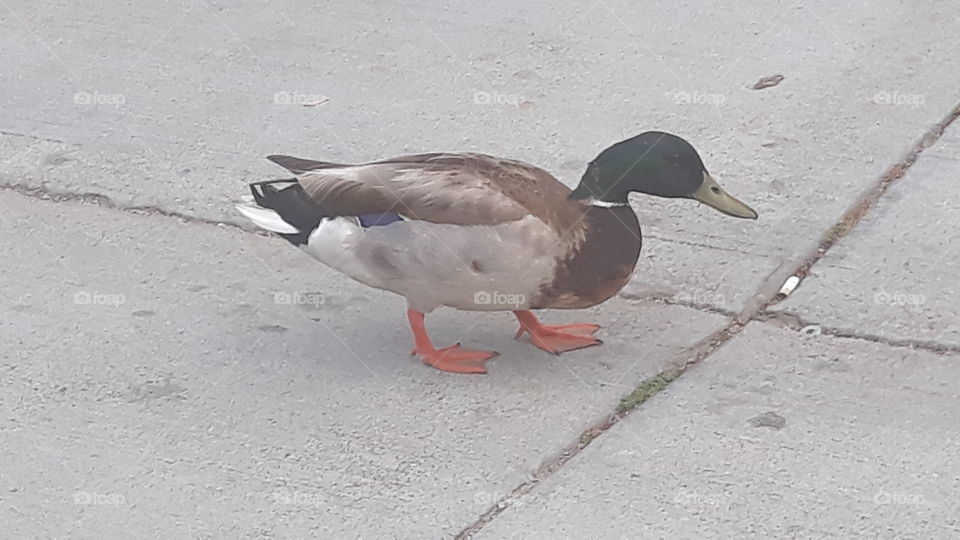 duck duck