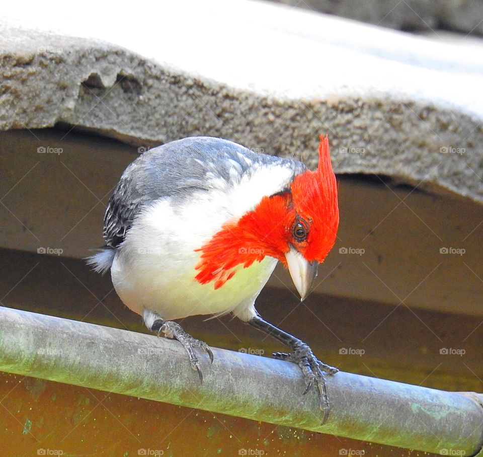 Red-Crested Cardinal