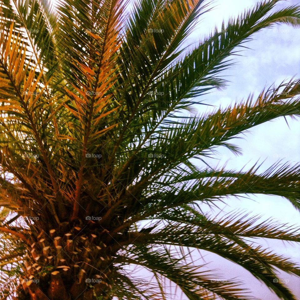 Palmtrees...