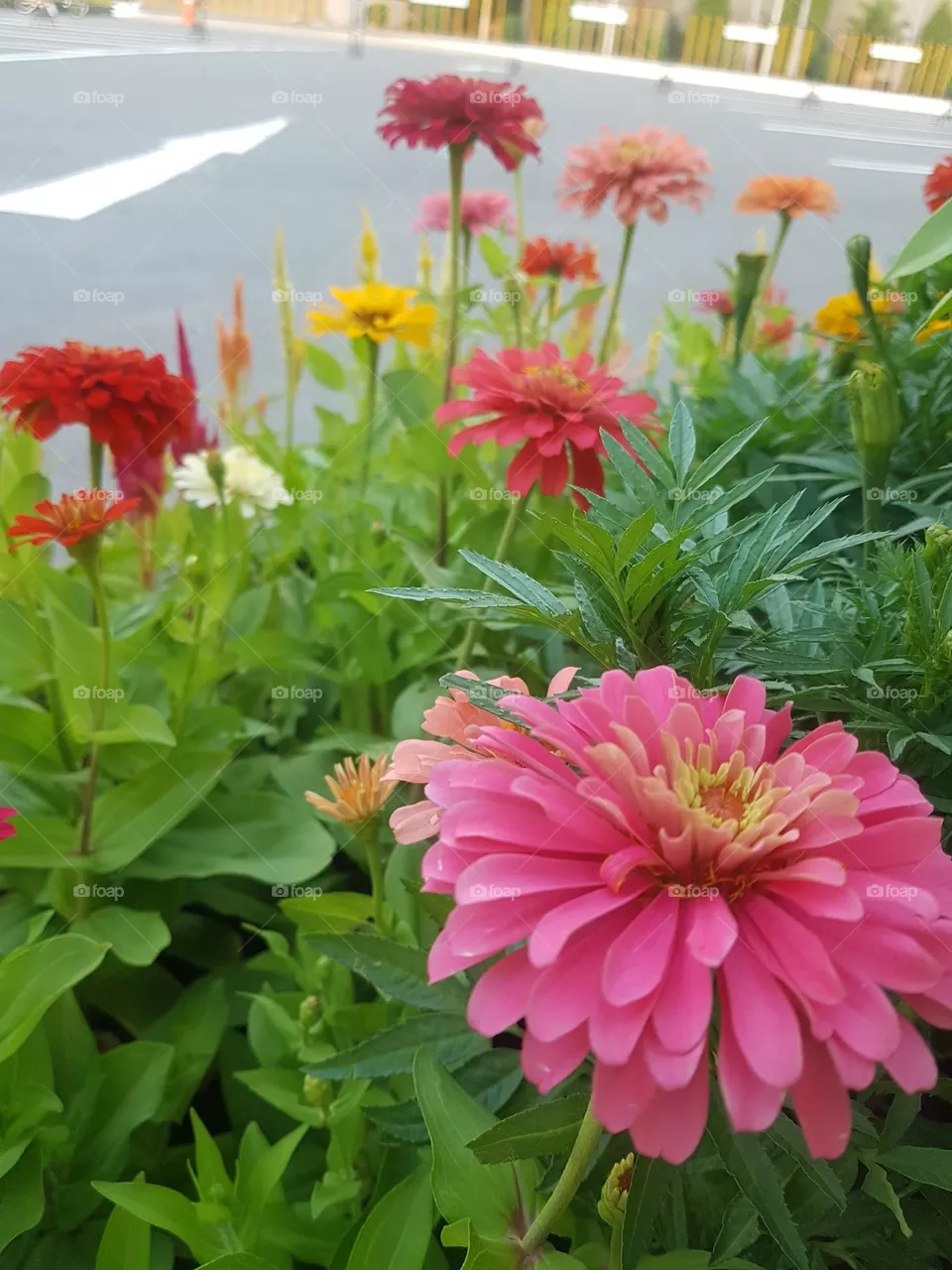 Zinnia  View