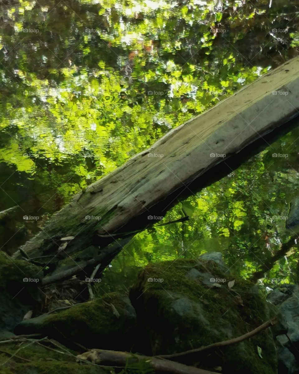 Reflection of leaves in a stream