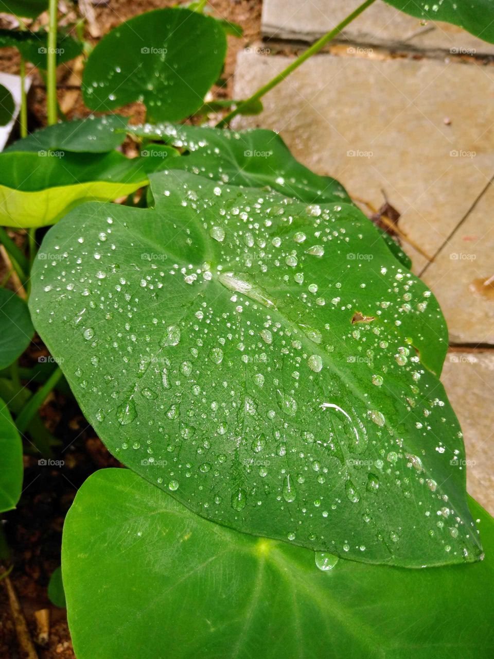 water droplets on a plant leaf