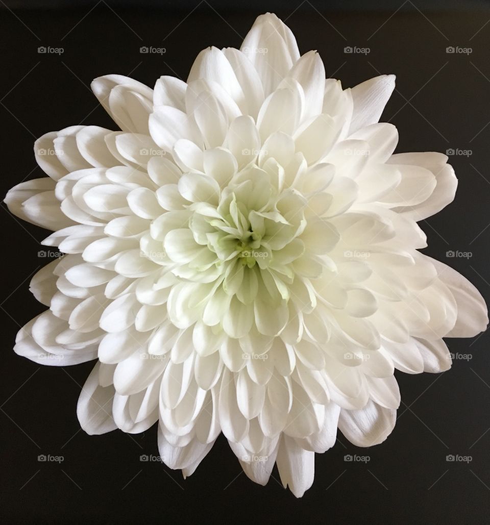 Hand picked white Chrysanthemum taken from a bouquet my sister and law made for me .... so beautiful ... she grew it in her allotment garden ... 