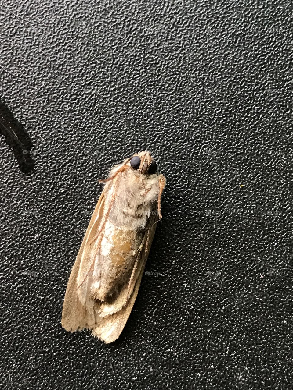 Big eyes moth