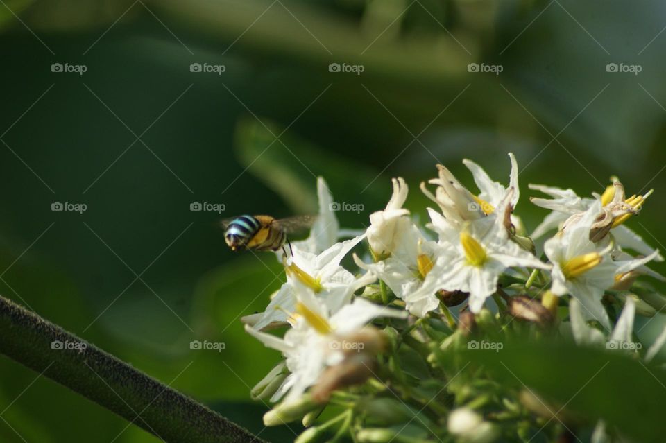 bee