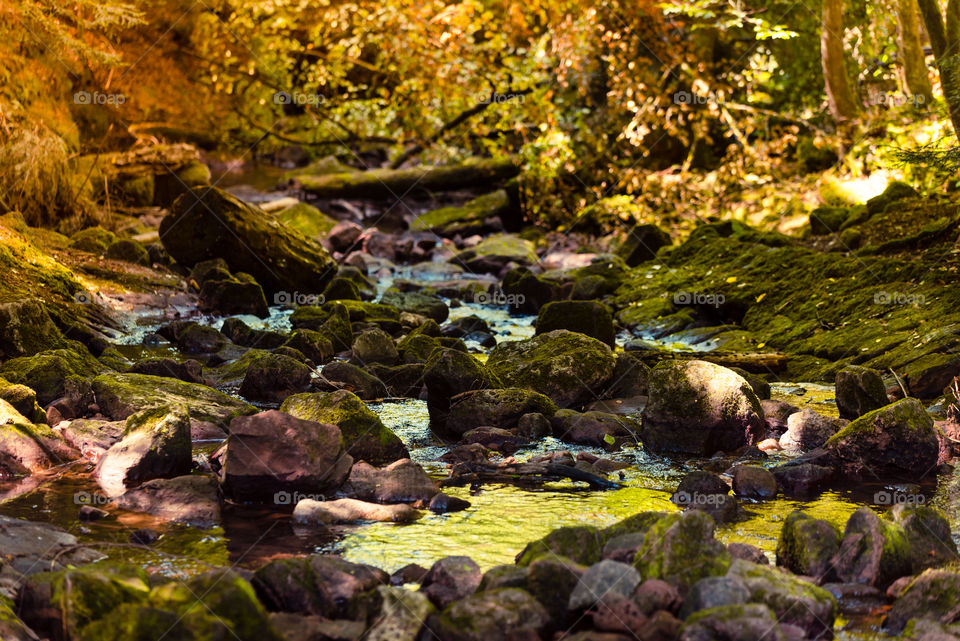 beautiful location for taking all kinds of photos. Black Forest. Near Bad Liebenzell