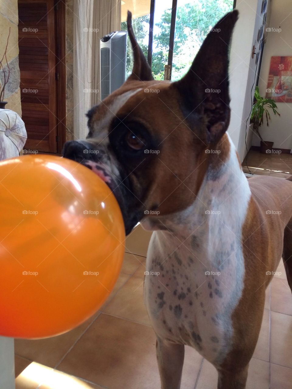Dog playing with a balloon 