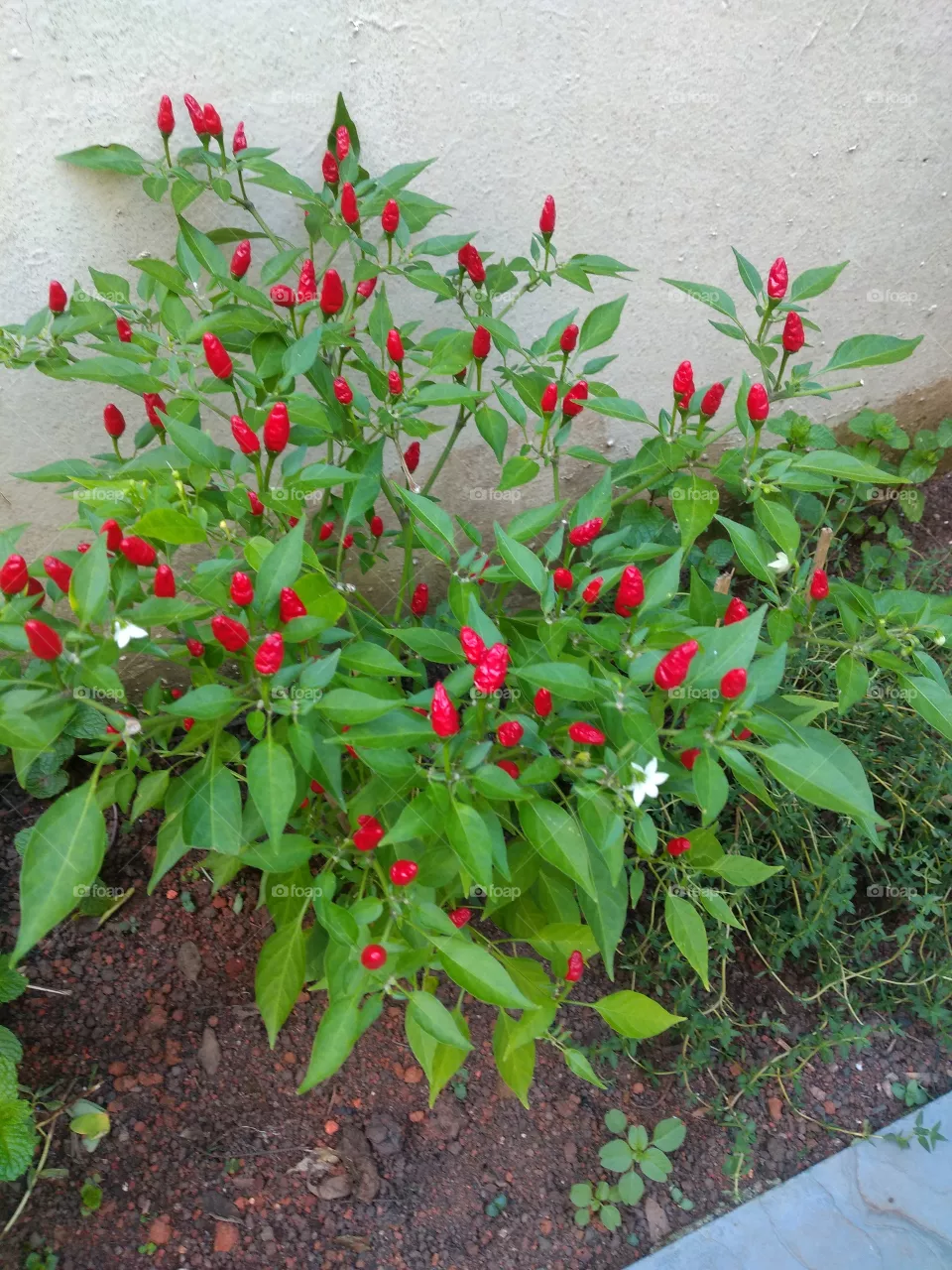 Red pepper