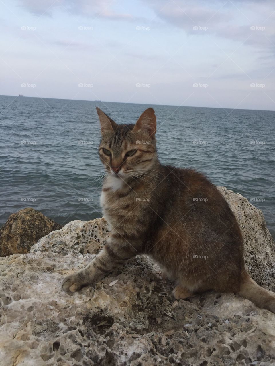 kitty and sea