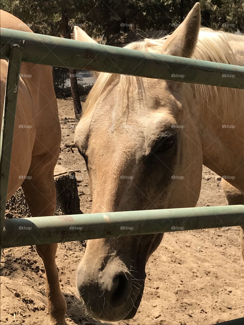 The horse is wondering, “What’s up?” during a photo shoot. This magnificent animal is worthy of being photographed.