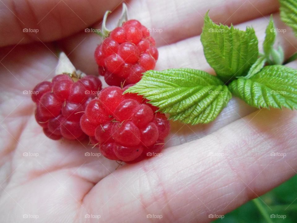 Raspberry in human hand