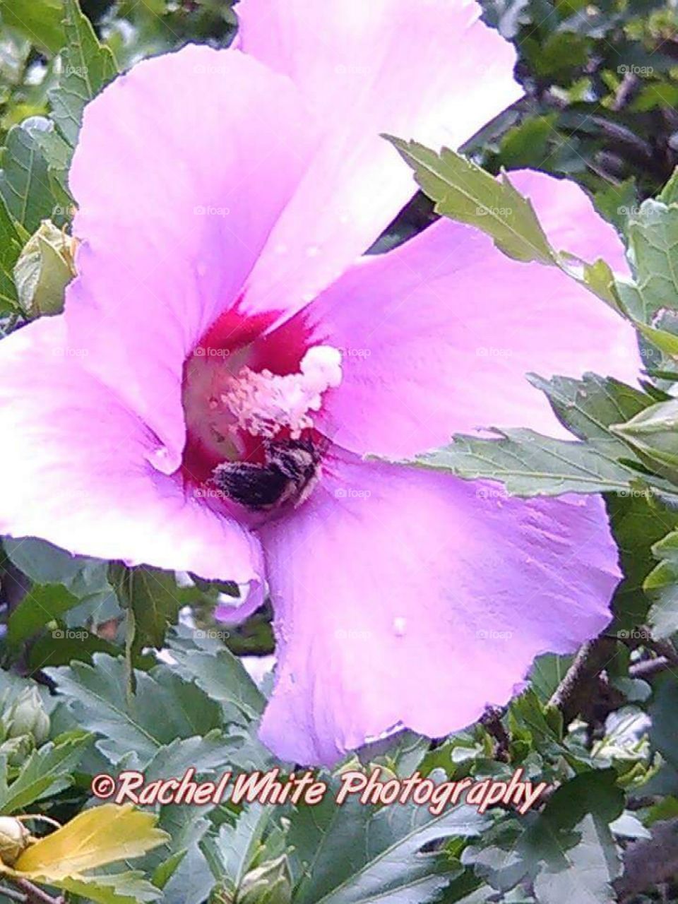 Spring Flower at full bloom