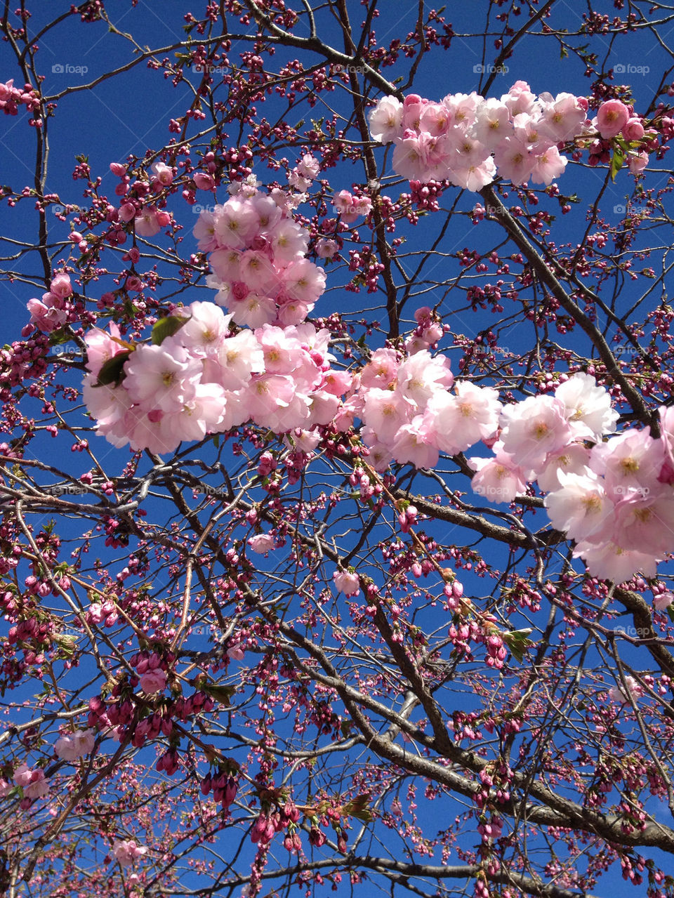 spring pink tree vår by birrber