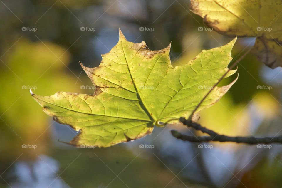 Herbstblatt